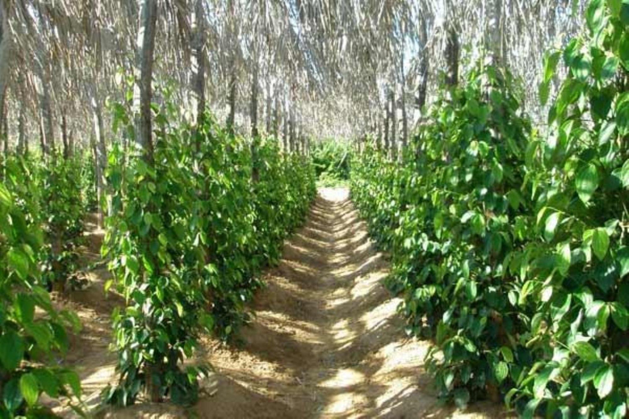 The Vine Retreat Kep Exterior foto